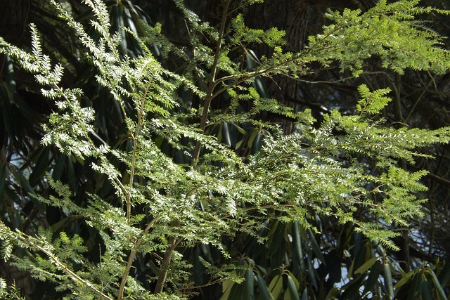 Schierling, Bäume, Natur, Tannennadeln