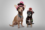 dog, chihuahua, animal