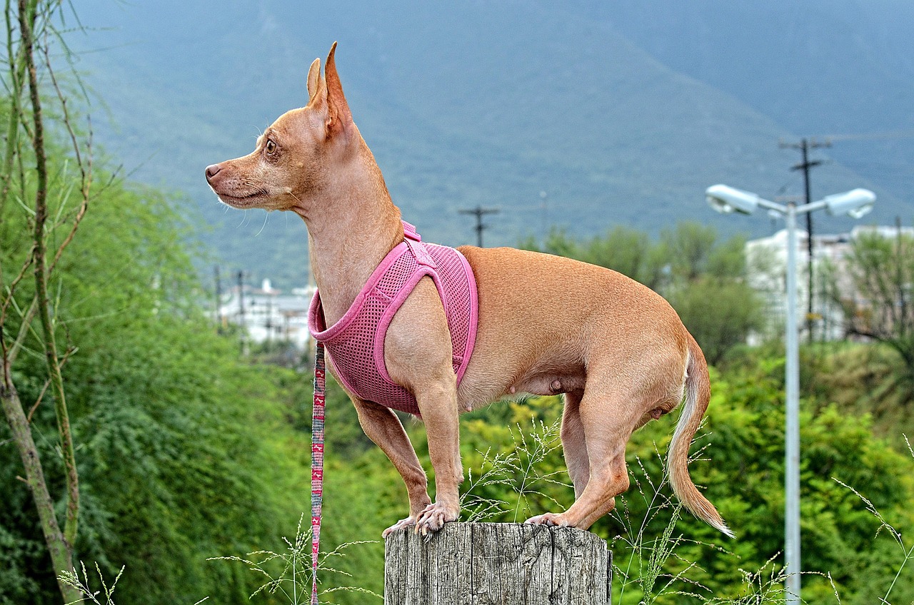 Dog - free online jigsaw puzzle photo