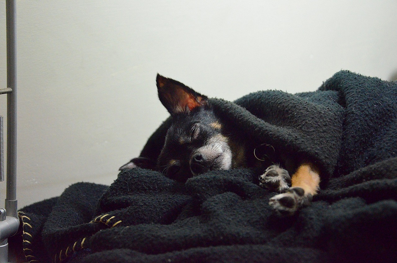 Dog - free online jigsaw puzzle photo