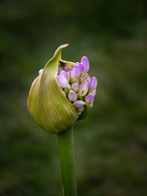 Free Flower Bud photo and picture