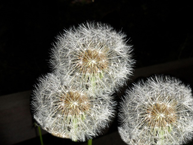 Free Dandelion Darkness photo and picture