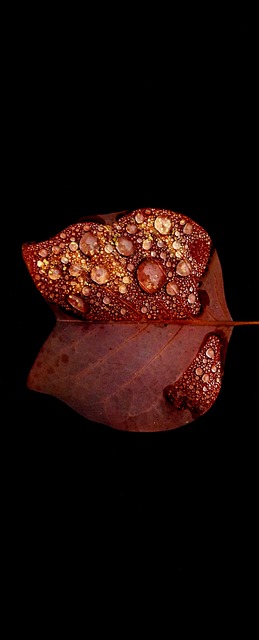 Free Autumn Contrast photo and picture