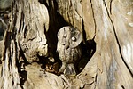 wood, log, rhizome