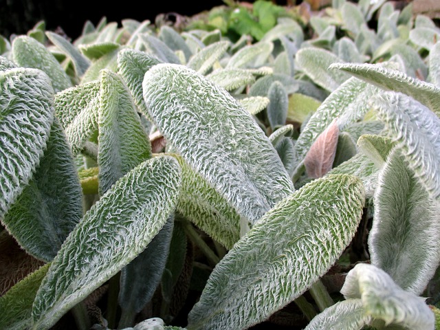 Free Plants Botany photo and picture
