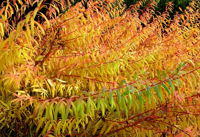 Free Fall Plant photo and picture