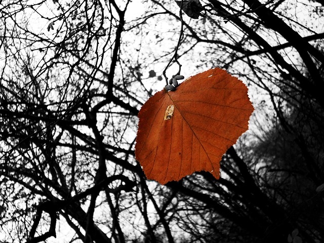 Free Blade Branches photo and picture
