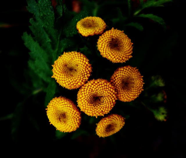 Free Macro Yellow photo and picture
