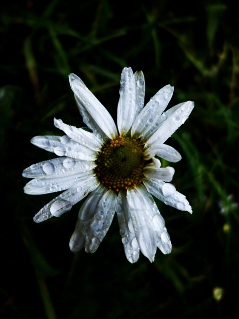 Free Flower White photo and picture