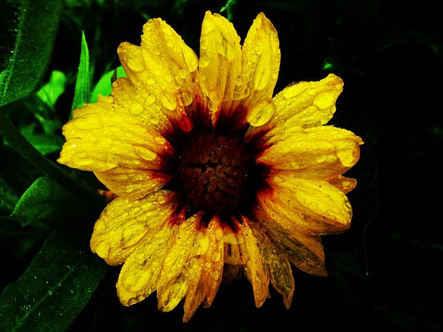 Free Flower Yellow photo and picture