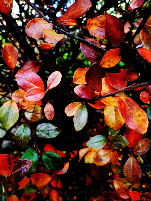 Tickets Bush Colors - Free photo on Pixabay