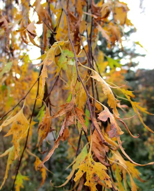Free Fall Leaves photo and picture