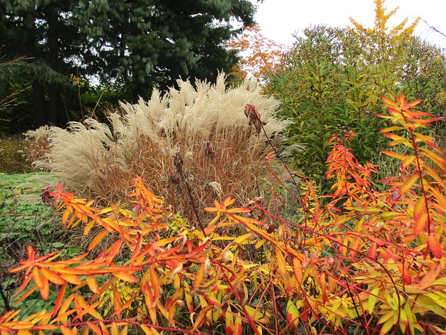 Free Fall Nature photo and picture