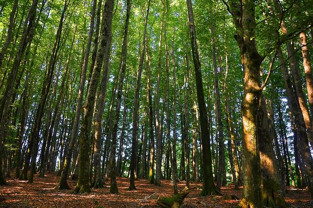 Free Forest Trees photo and picture