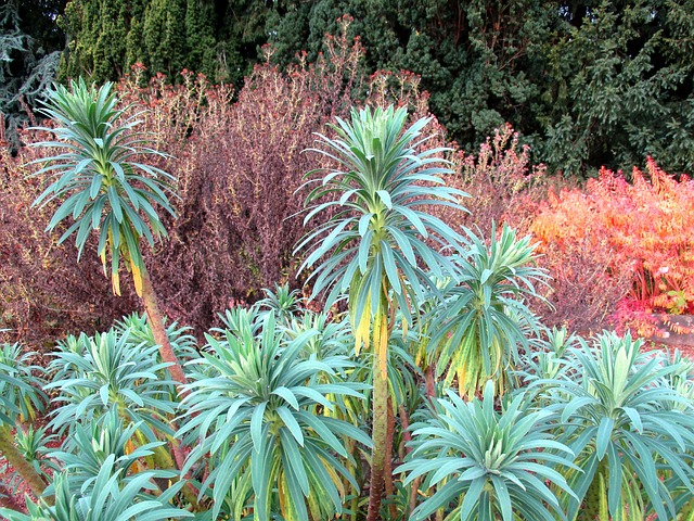 Free Botanical Garden Botany photo and picture