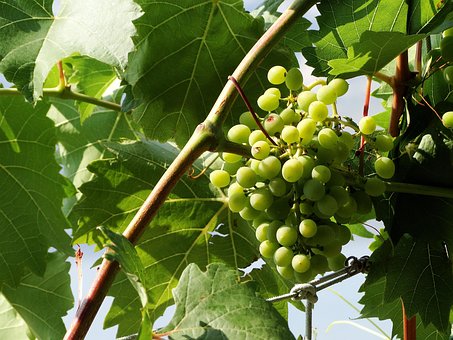 Druif, Groente, Natuur, Zomer, Liaan