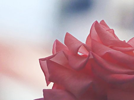 Roos, Roze, Zacht, Romantiek, Bloem