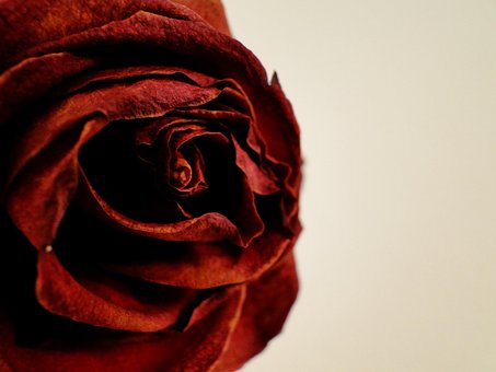 Roos, Roos, Rood, Dol Zijn Op, Romantiek