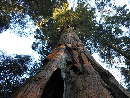 Free Big Tree Forest photo and picture