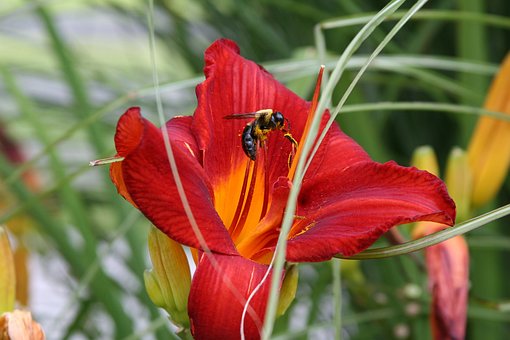 Free Lily Bee photo and picture