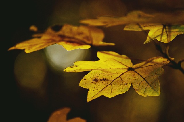 Free Leaves Autumn photo and picture