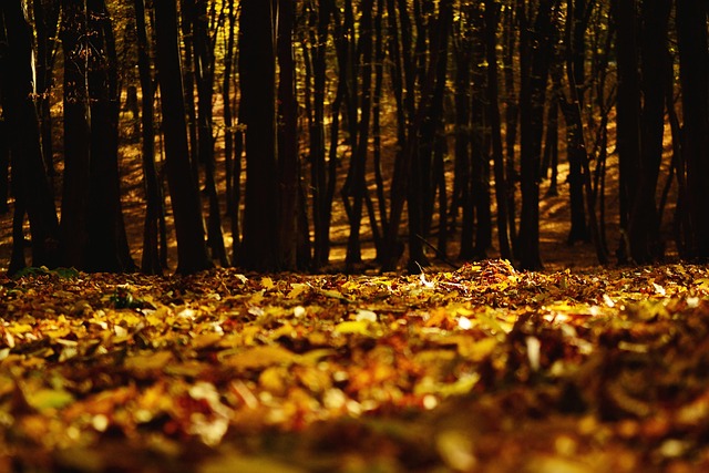 Free Forest Autumn photo and picture