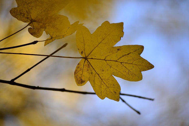 Free Leaves Colored photo and picture