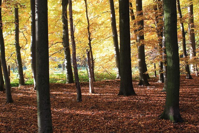 Free Fall Forest photo and picture