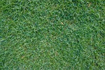 the lawn, grass, ya japan