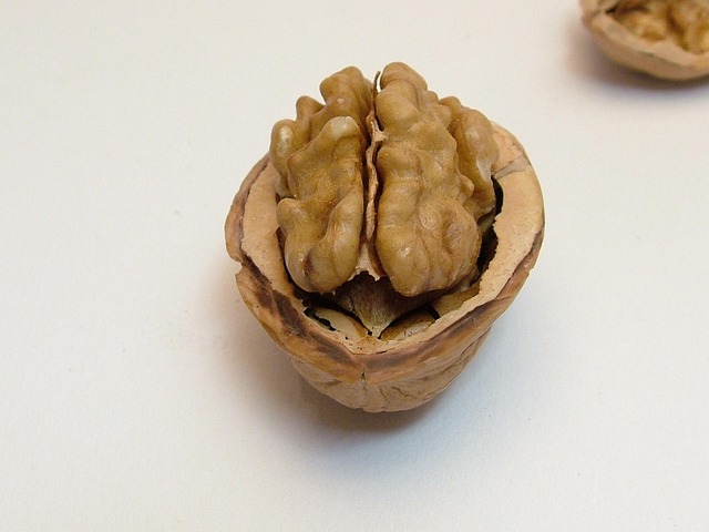 Free Nut Walnut photo and picture