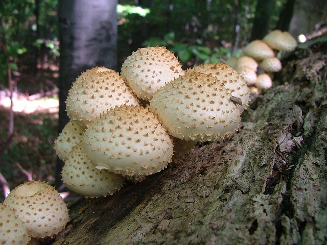 Protokolle, Pilz, Wald, Natur