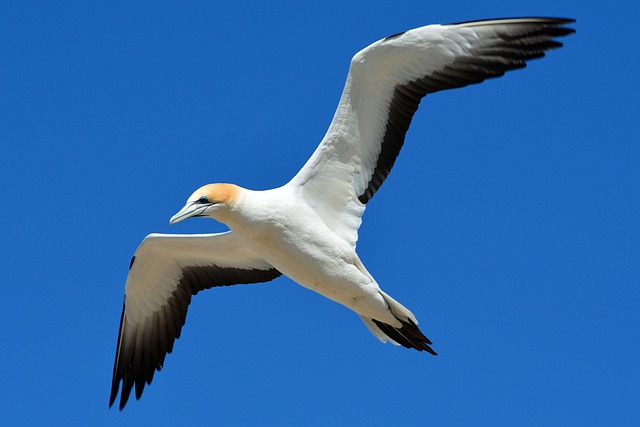 Download free HD stock image of Northern Gannet Wildlife Free Northern Gannet Wildlife photo and picture
