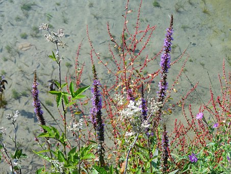 Wilde Bloemen, Natuur, Zomer