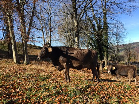 Free Cow Brown photo and picture