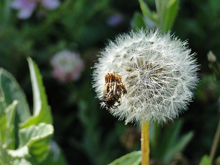 Paardebloem, Natuur, Mooie Bloemen