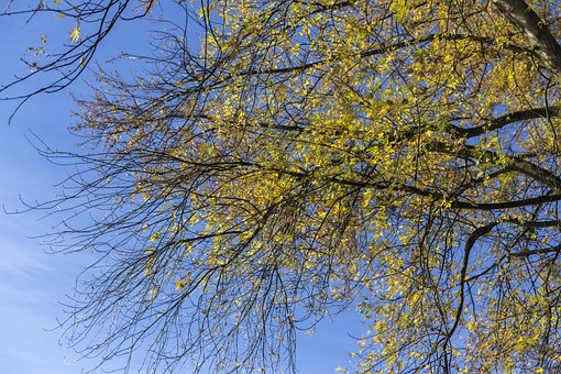 Val, Laat In De Herfst, Bladeren