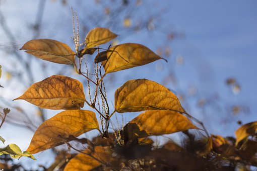 Val, Laat In De Herfst, Bladeren