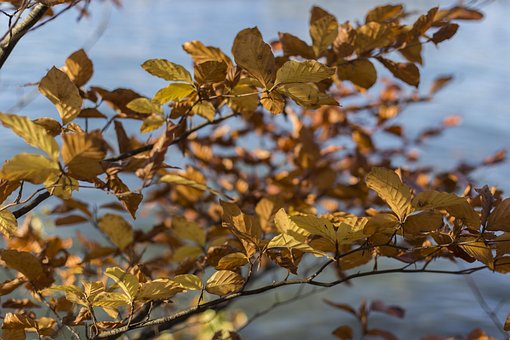 Val, Laat In De Herfst, Bladeren
