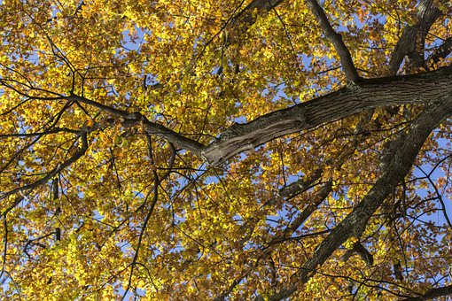 Val, Laat In De Herfst, Bladeren