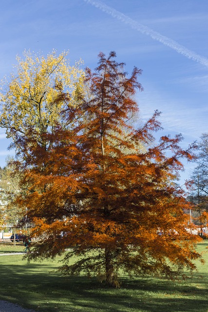Val, Laat In De Herfst, Bladeren