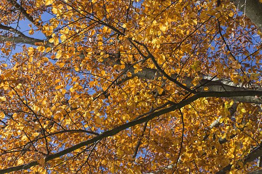 Val, Laat In De Herfst, Bladeren