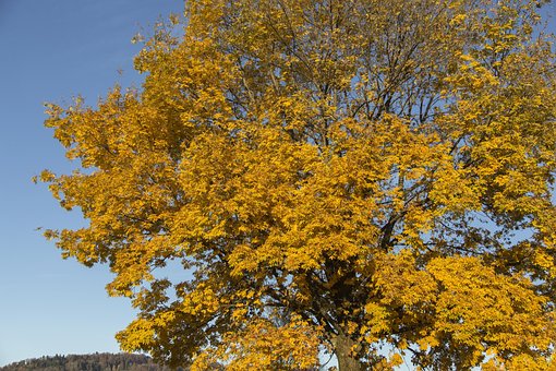 Val, Laat In De Herfst, Bladeren