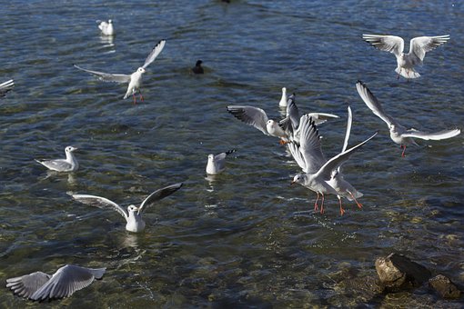 Meeuwen, Witte Meeuwen, Vogels