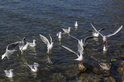 Meeuwen, Natuur, Witte Meeuwen, Vogels