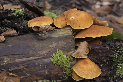 Woud, Paddestoelen, Mos, Natuur, Giftig