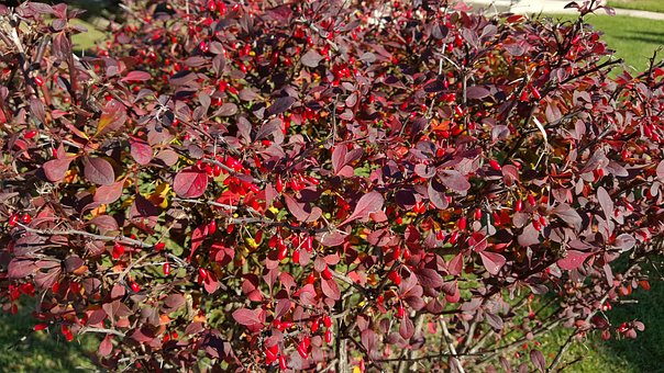Free Red Autumn photo and picture