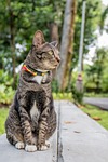 cat, cat thailand, parks