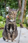 cat, cat thailand, parks