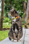 cat, cat thailand, parks