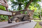 cat, cat thailand, parks